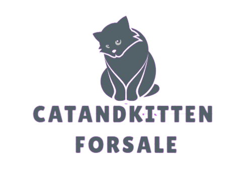 Catandkittenforsale